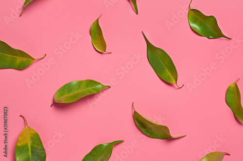 Many scattered fresh green healing leaves collected from bush in forest on pink background. Top view. Close-up