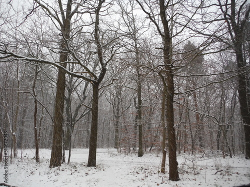 Snowing between trees without leaves in winter