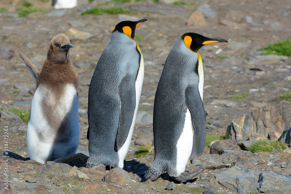 Fototapeta premium Pinguin-Eltern mit Jungvogel