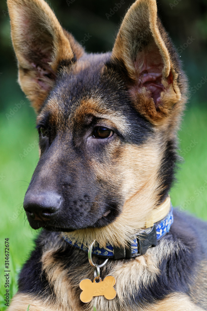 Young German shepherd dog - wet dog