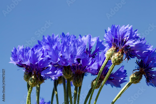 Fototapeta Naklejka Na Ścianę i Meble -  blue wildflowers cornflowers
