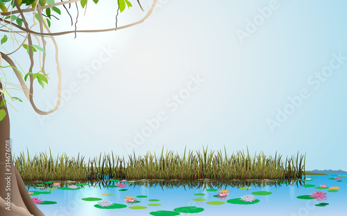 landscape of the swamp	