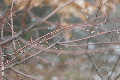 raindrops on branches in winter