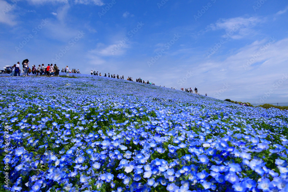 ネモフィラの丘 国営ひたち海浜公園 ひたちなか 茨城 日本 ４月下旬 Photos Adobe Stock