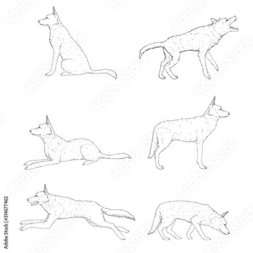 Vector Set of Sketch German Shepherd Dogs