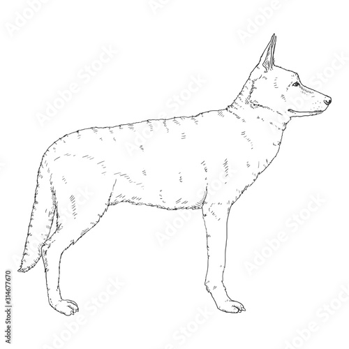 Vector Sketch Standing German Shepherd Dog