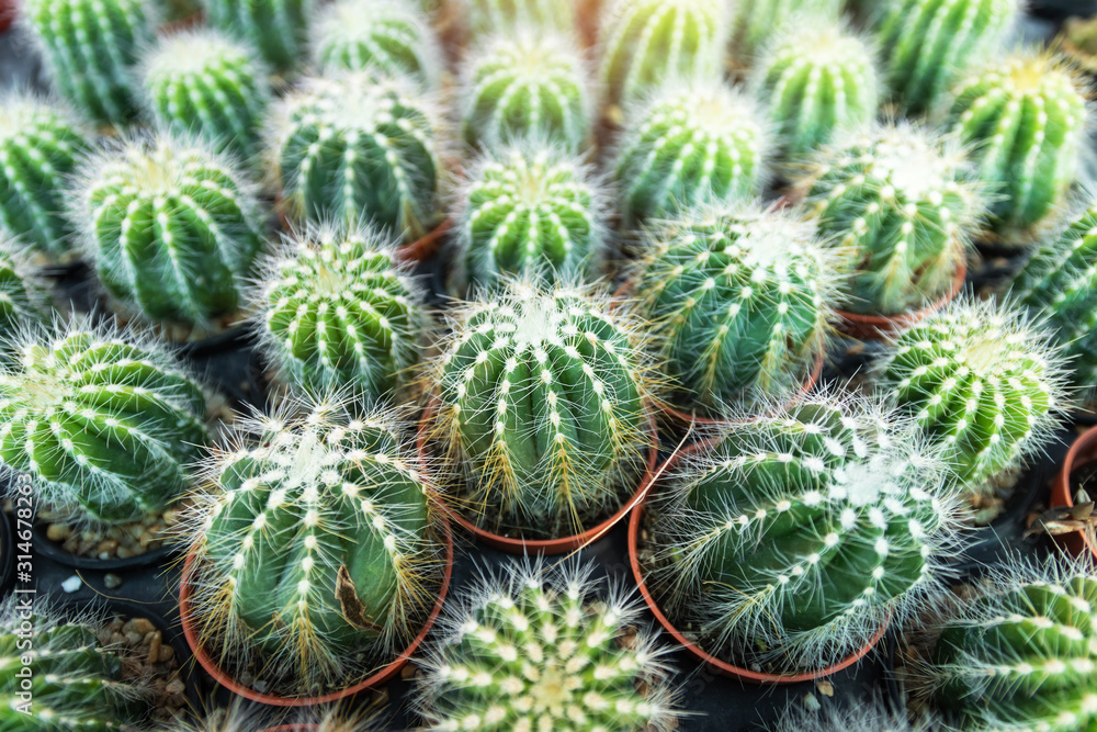 Cactus plants in pot. Beautiful little cactus background. Cactus plants in pot. Beautiful little cactus background.