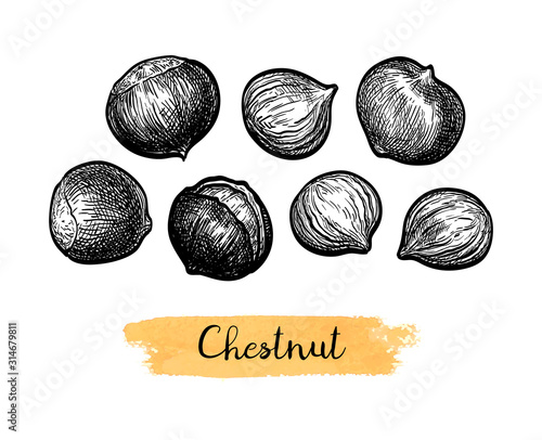 Ink sketch of chestnuts.
