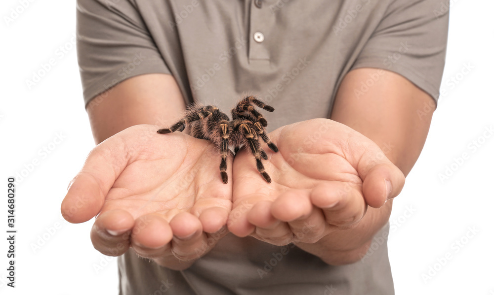 Man holding striped knee tarantula on white background, closeup Man holding striped knee tarantula on white background, closeup