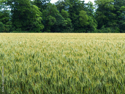 Summer wheat field with green trees in the background in North Yorkshire  England