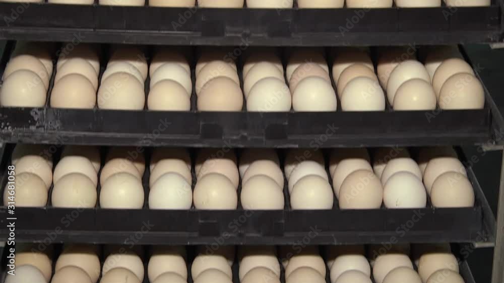 Tiered rows of chicken eggs in a large agro-industrial incubator. Poultry farm. Egg trays are flipped over in an industrial incubator. Tiered rows of chicken eggs in a large agro-industrial incubator. Poultry farm. Egg trays are flipped over in an industrial incubator.