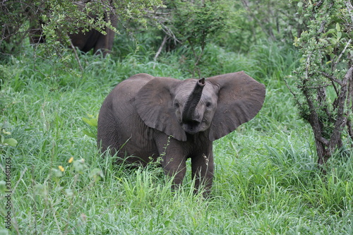 Baby Elephant Kruger National Park