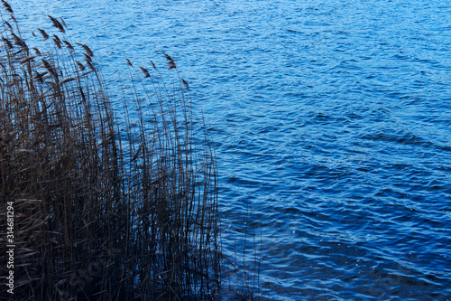Scenic Shot Of Nature. Cropped Shot Of Lake. Green Reeds In The Lake, Close Up. 