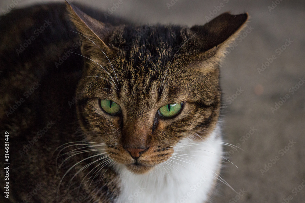 Portrait of dark brown coloured stray cat with green eyes in rainy day. Portrait of dark brown coloured stray cat with green eyes in rainy day.