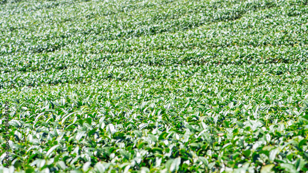 Beautiful green tea crop garden rows scene with blue sky and cloud, design concept for the fresh tea product background, copy space. Beautiful green tea crop garden rows scene with blue sky and cloud, design concept for the fresh tea product background, copy space.