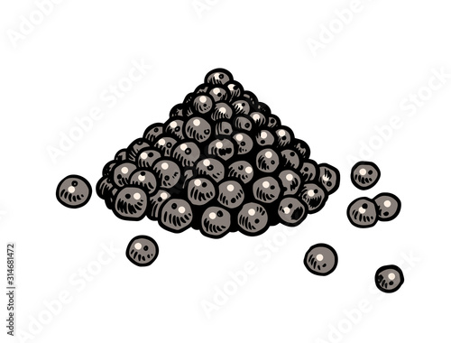 Black pepper in Vintage style. Dried seeds, a bunch of spices. Allspice or peppercorn. Herbal seasoning for cooking. Engraved hand drawn vector sketch for background.