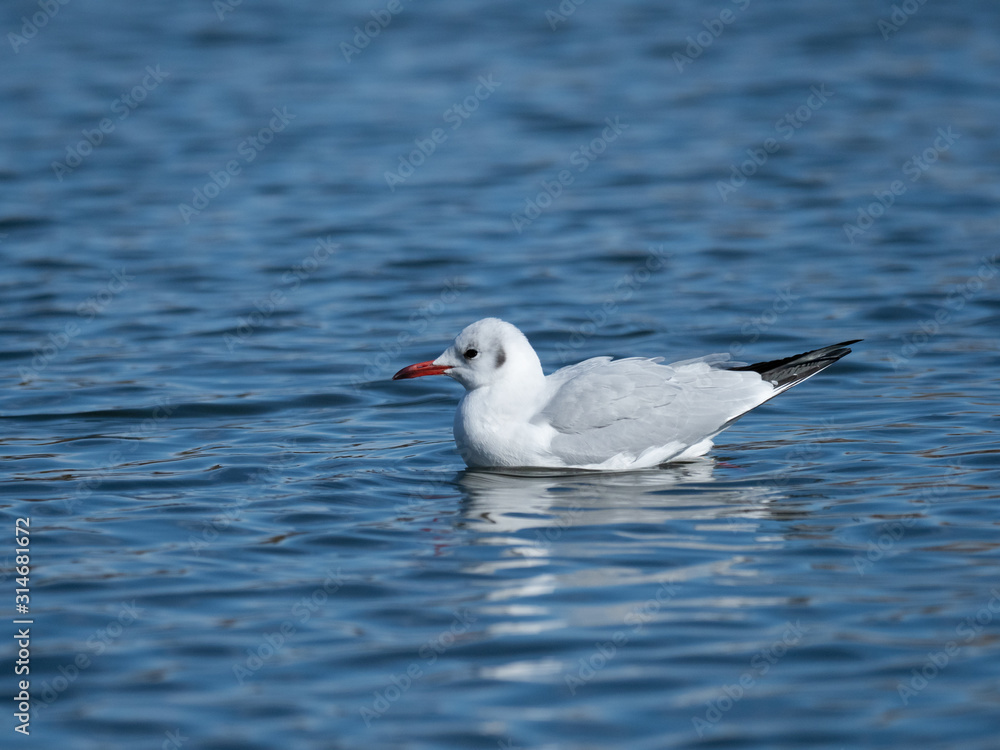 池で泳ぐユリカモメ 池で泳ぐユリカモメ