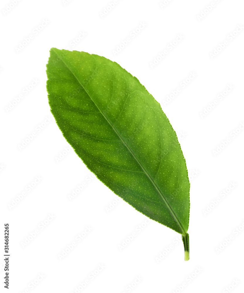 Fototapeta premium Fresh green citrus leaf isolated on white