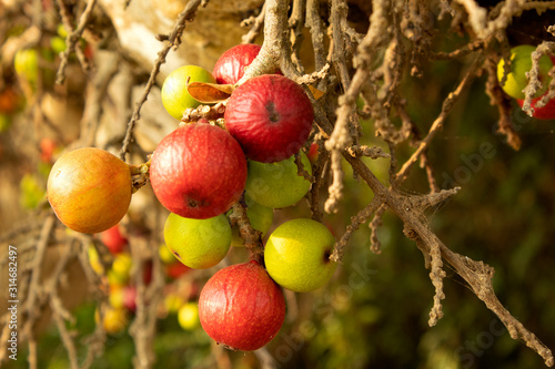 red and green ficus racemosa on tree, gular fig