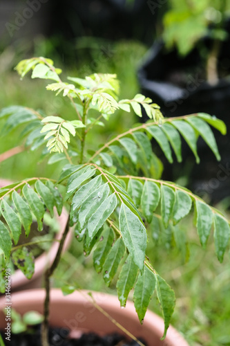 The curry tree (Murraya koenigii) or curry leaf tree shot with natural light.