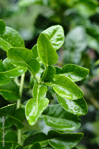 Citrus hystrix, called the kaffir lime, makrut lime or Mauritius papeda , shot with natural light.