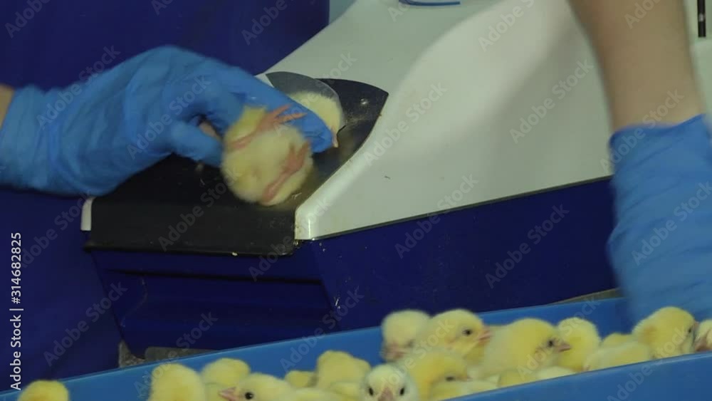 Conveyor line of agroindustrial hatchery. Vaccination of day old