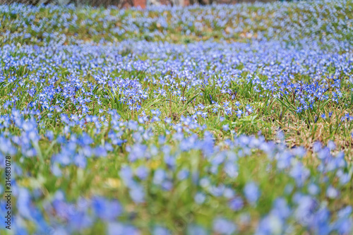 Blue spring flowers (scilla) blooming in a meadow. Selective focuse