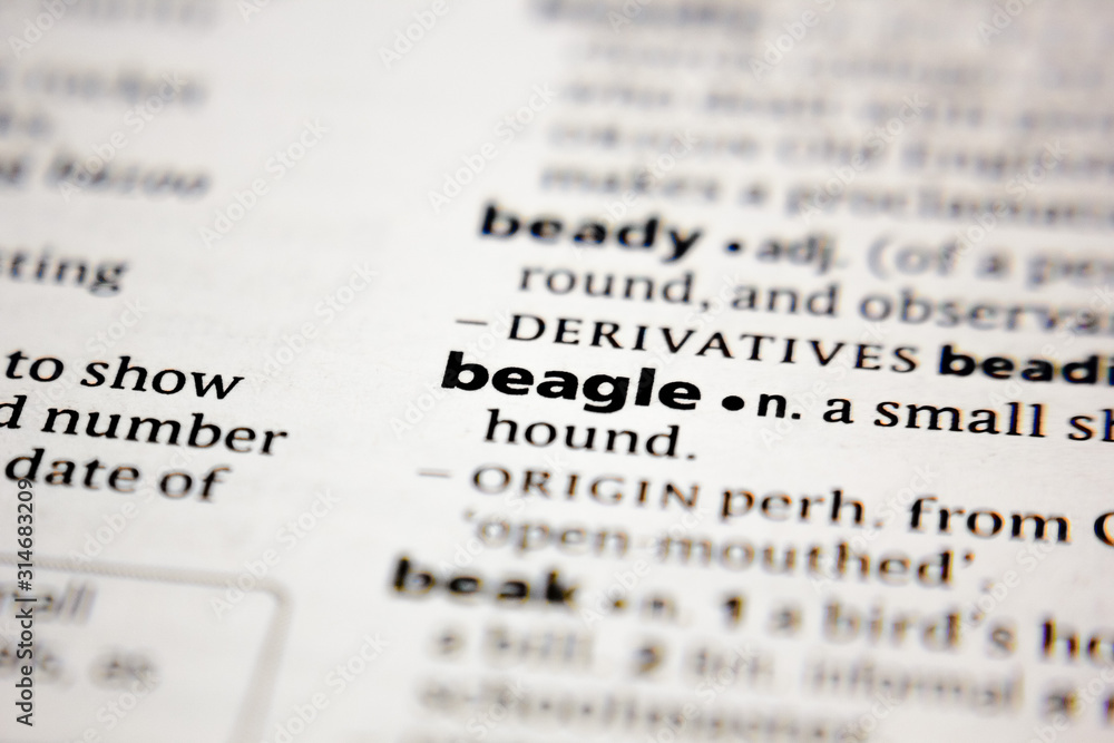 Fototapeta premium Word or phrase beagle in a dictionary.