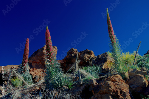 Echium wilpretii also known as bugloss numerous plants growing at Teide National Park. Every year from May to July a bloom of this species massively occurs © Rafael