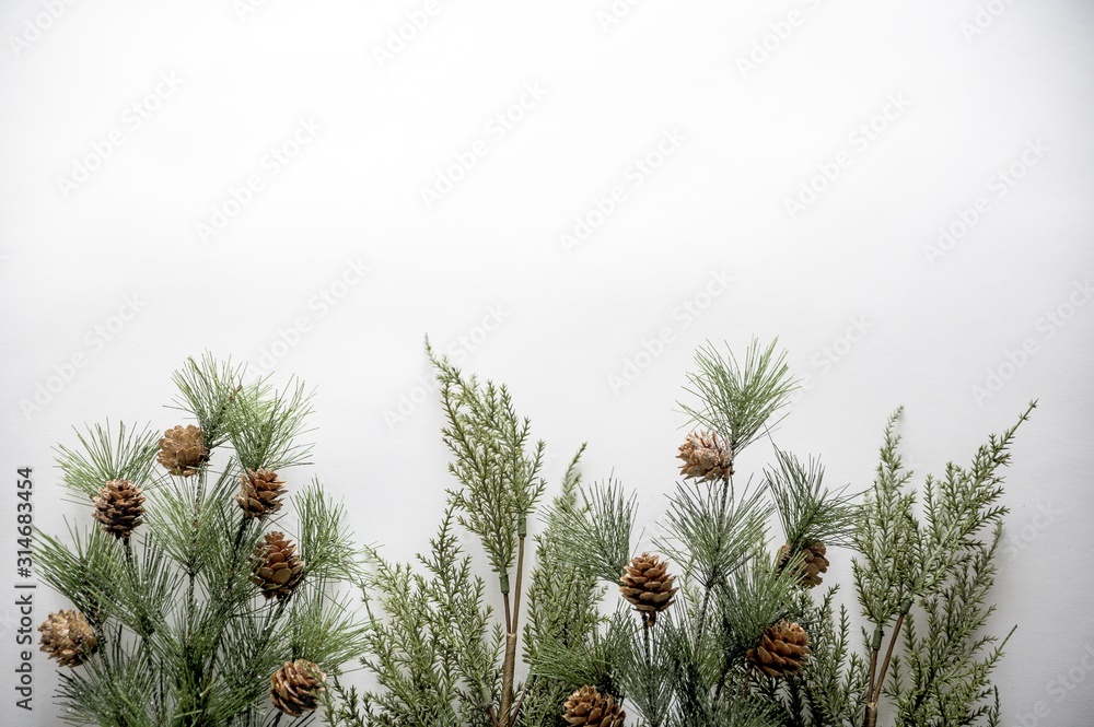 Fir branches with acorns on a white surface with space for a text - obrazy, fototapety, plakaty 