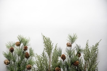 Fir branches with acorns on a white surface with space for a text