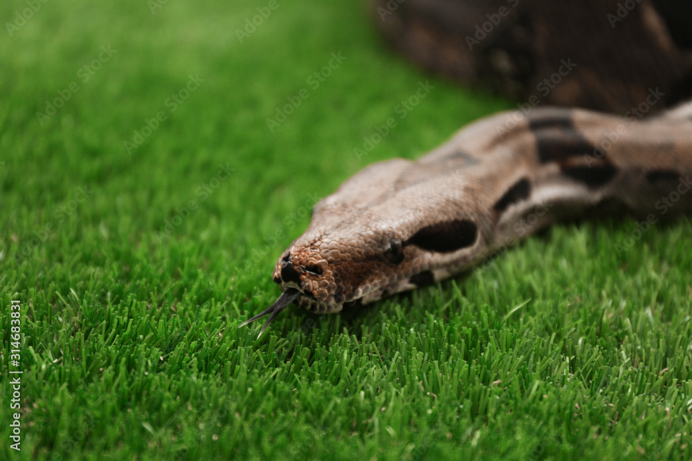 Brown boa constrictor on green grass outdoors