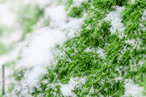 Green moss on a birch tree covered with snow, winter scene © Cosminxp