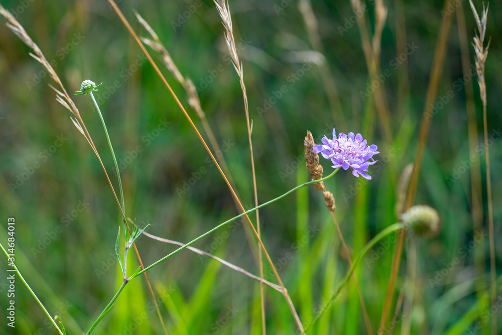 pincushion flower. Scabiosa. Fleur sauvage violette dans une prairie. Fleur  sauvage violette dans une prairie. Photos | Adobe Stock