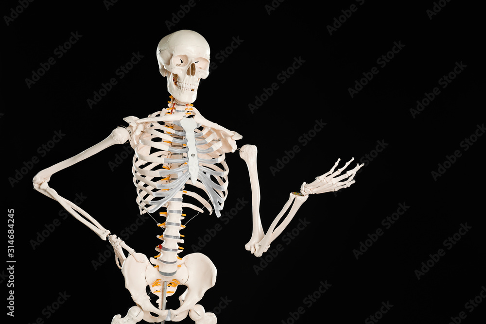 Artificial human skeleton model on black background Artificial human skeleton model on black background