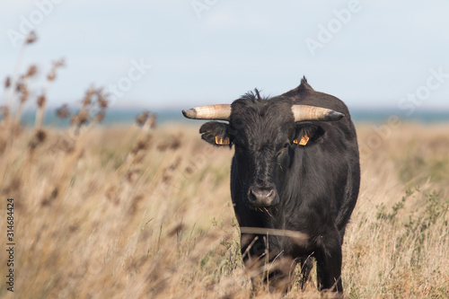 taureau en Camargue