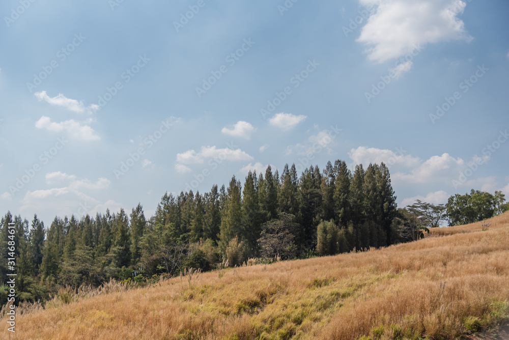 The hill with the dry grass  with pine trees and trees in the background