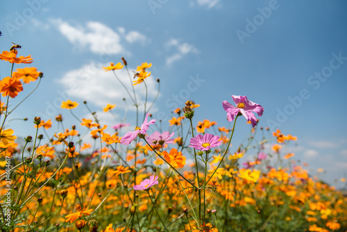 cosmos flowers in cosmos field at Khao Kho, Phetchabun Province, Thailand