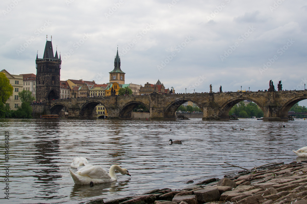 Goose at the riverside of Vltava river with Charles Bridge (Karlův most) and Old Town Bridge Tower (Staroměstská mostecká věž) at the background, in Prague, Czech Republic