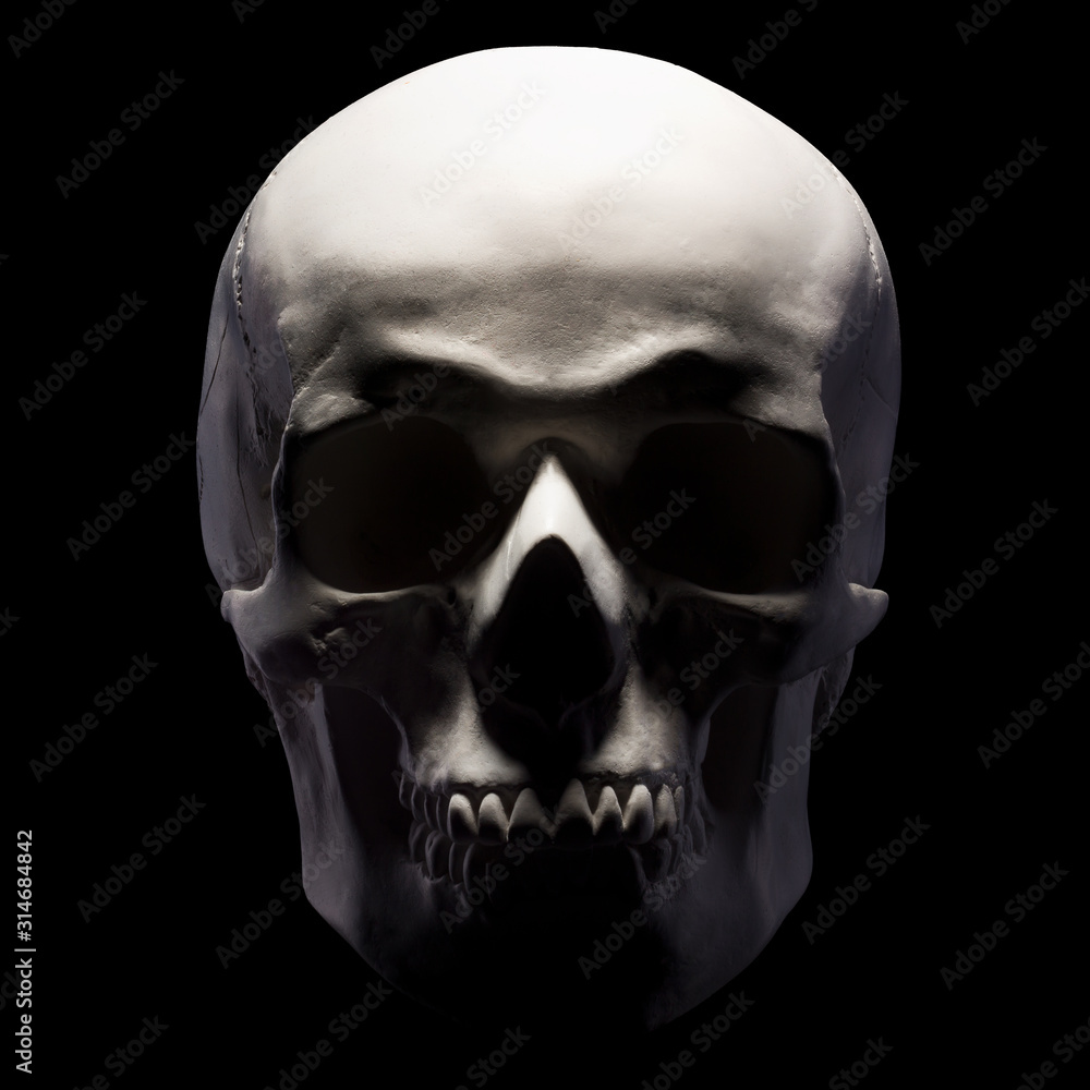 Front view of gypsum model of the human skull isolated on black background Front view of gypsum model of the human skull isolated on black background
