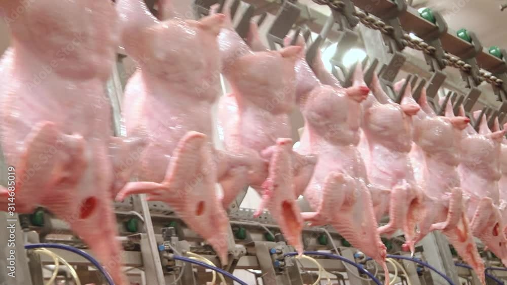 Technological line for primary processing of poultry, chicken carcasses