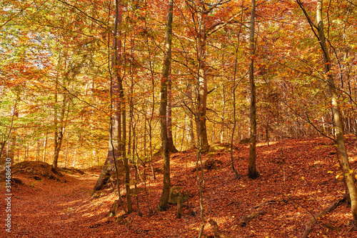 goldene Herbststimmung im Wald