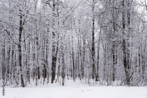 Forest trees are abundantly covered with fluffy snow in cloudy weather.