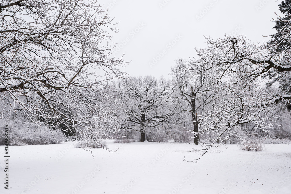 Obraz premium Forest trees are abundantly covered with fluffy snow in cloudy weather.