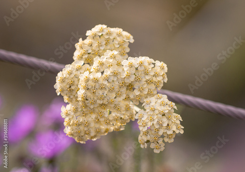 pastel yarrow (achillea millefolium) blossom in botanical garden with blurred background photo