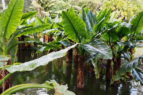 Sir Seewoosagur Ramgoolam Botanical Garden, Mauritius, Indian Ocean photo