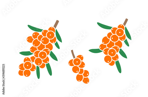 Sea buckthorn branch. Isolated sea buckthorn on white background