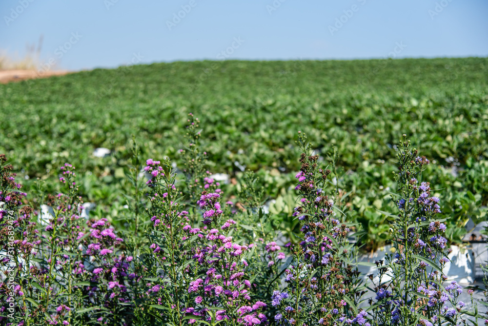 A small flower field in front of the strawberry farm