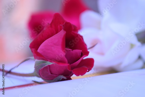 Tableau sur toile beautiful rose closeup hd images