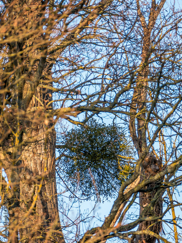 Misteln auf baum im Winter photo